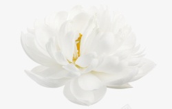 洁白色黄蕊花朵素材