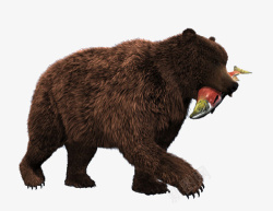 熊吃鱼素材