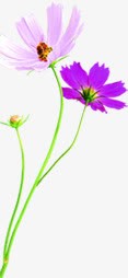 紫色烂漫花朵美景素材