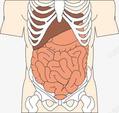 人体肋骨人体器官图标图标