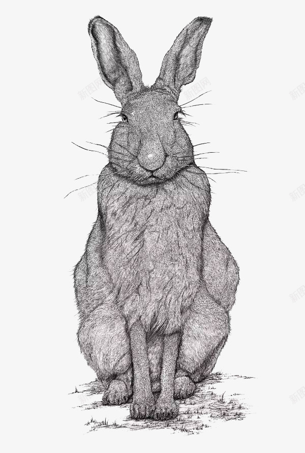黑白素描兔子png免抠素材_88icon https://88icon.com 兔子 简约 素描 黑白