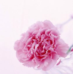 粉色唯美康乃馨花朵植物素材