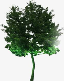 摄影创意绿色树木合成效果素材