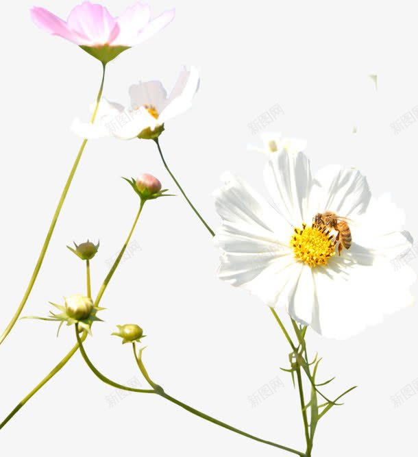 清新粉白色夏季花朵png免抠素材_88icon https://88icon.com 夏季 清新 粉白色 花朵