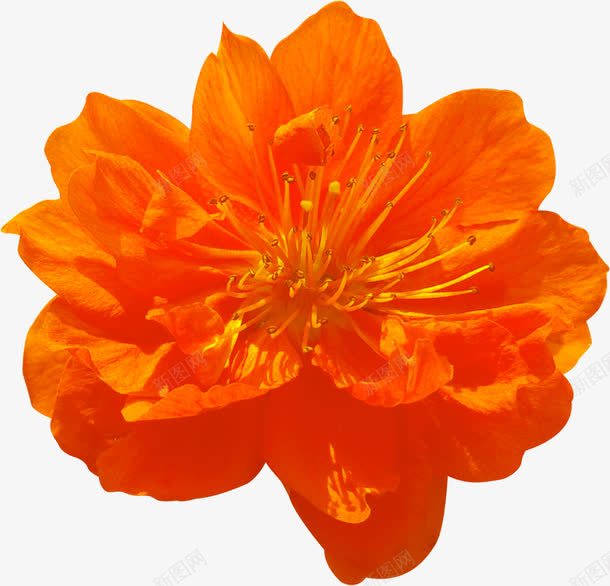 橙色花卉十字绣png免抠素材_88icon https://88icon.com 十字 图片 橙色 花卉