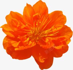 橙色花卉十字绣素材