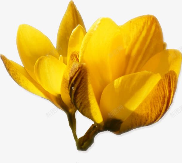 黄色花朵透明花朵花朵png免抠素材_88icon https://88icon.com 花朵 透明 高清 黄色