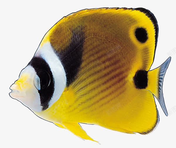 热带鱼图png免抠素材_88icon https://88icon.com 作图 扇形 黄色