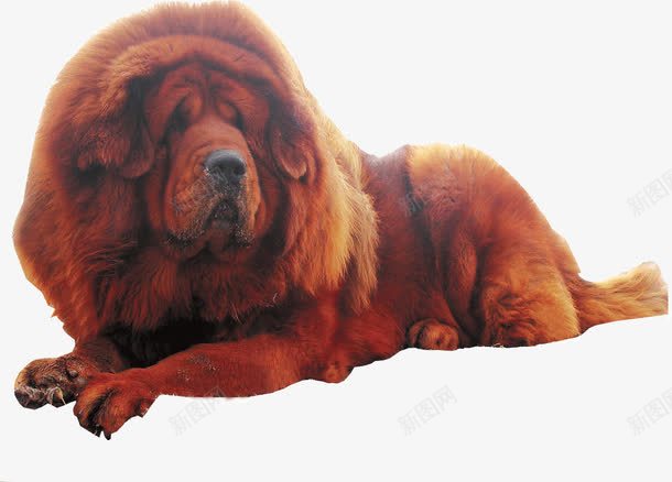 毛绒绒宠物犬png免抠素材_88icon https://88icon.com 可爱 宠物犬 毛绒绒