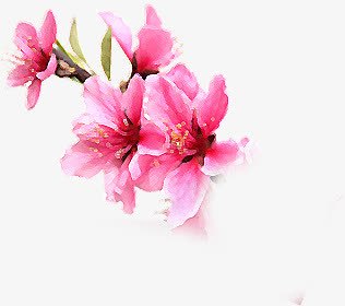 粉色唯美意境花朵png免抠素材_88icon https://88icon.com 意境 粉色 花朵