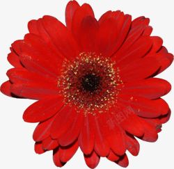 红色花朵透明背景素材