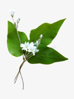 白色花朵绿色叶子树枝素材