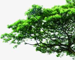 绿色大树海报植物装饰素材