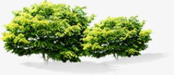 绿色园林植物树木素材