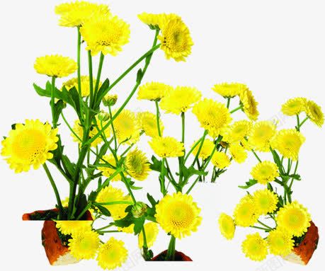 黄色夏日花朵植物png免抠素材_88icon https://88icon.com 夏日 植物 花朵 设计 黄色