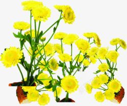 黄色夏日花朵植物素材