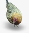 疾病防治禽类鸡鸭疾病防治高清图片