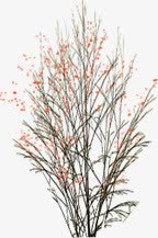 创意树枝红色花卉环境渲染素材