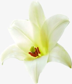 花朵花蕊白色装饰素材