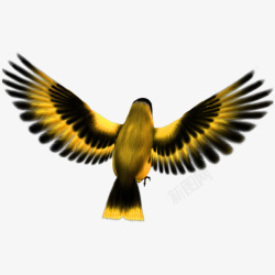 雄鹰素材