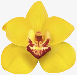 明黄色的蝴蝶花素材