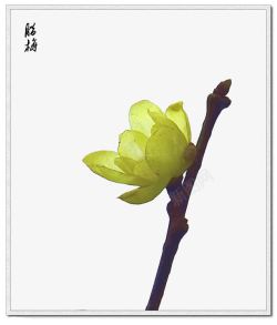 独珠中国式一株水彩腊梅高清图片