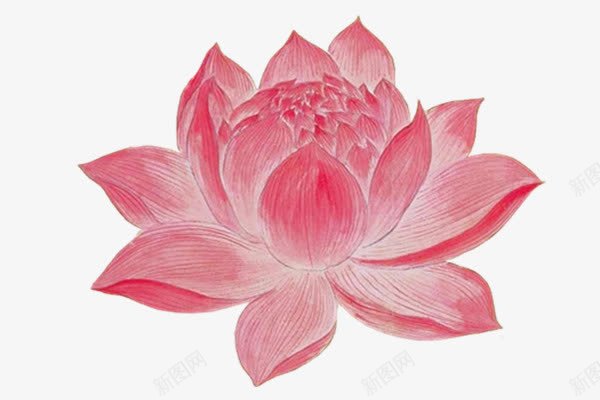 红色睡莲手绘植物png免抠素材_88icon https://88icon.com 手绘 植物 睡莲 素材 红色