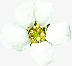 春天白色花朵花蕊素材