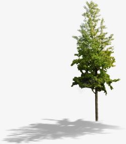 创意环境渲染效果绿色树木素材