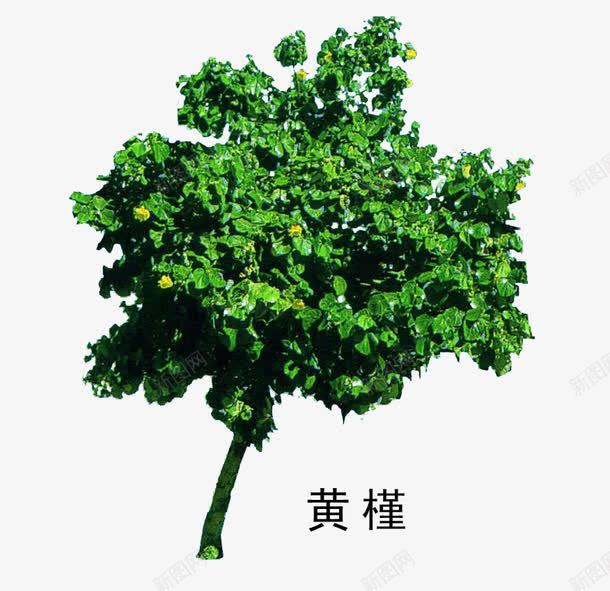 花草树木png免抠素材_88icon https://88icon.com 花草树木