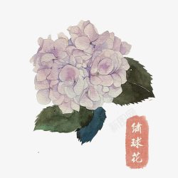 绣球花手绘素材