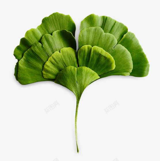 银杏叶png免抠素材_88icon https://88icon.com 植物 绿色 银杏叶
