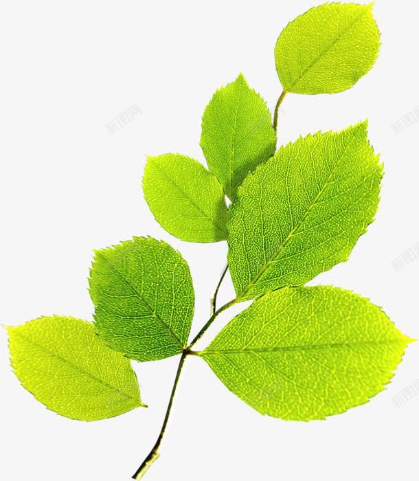 绿色清新脉络树叶png免抠素材_88icon https://88icon.com 树叶 清新 绿色 脉络 脉络图