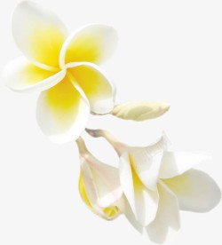 白色黄芯花朵素材