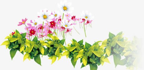 春天粉白色花朵植物png免抠素材_88icon https://88icon.com 春天 植物 粉白色 花朵