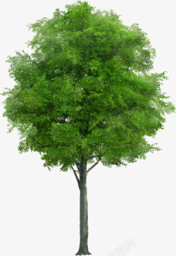 绿色大树免费绿色春天植物大树景观高清图片