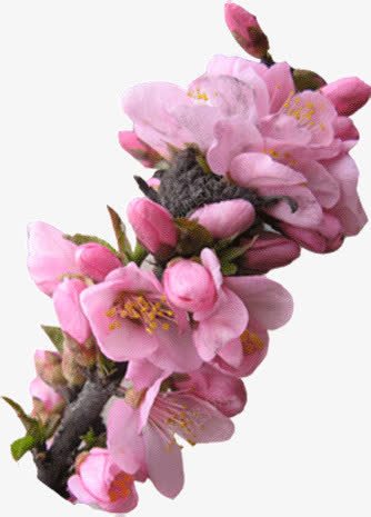 花卉png免抠素材_88icon https://88icon.com 花卉 花香 鲜花