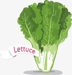 莴苣生菜蔬菜素材