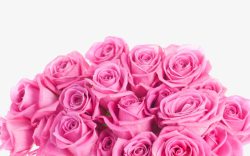 一束粉色玫瑰素材