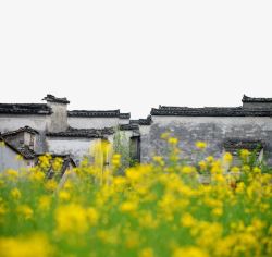 油菜花中黑瓦马头墙徽州建筑素材