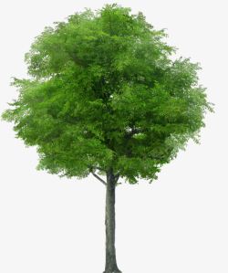 绿色树木灌木植物素材