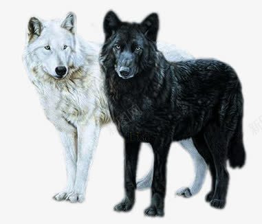黑白狼png免抠素材_88icon https://88icon.com 动物狼 豺狼 野狼 食肉动物 黑白野狼