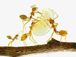 微距蚂蚁摄影高清图片