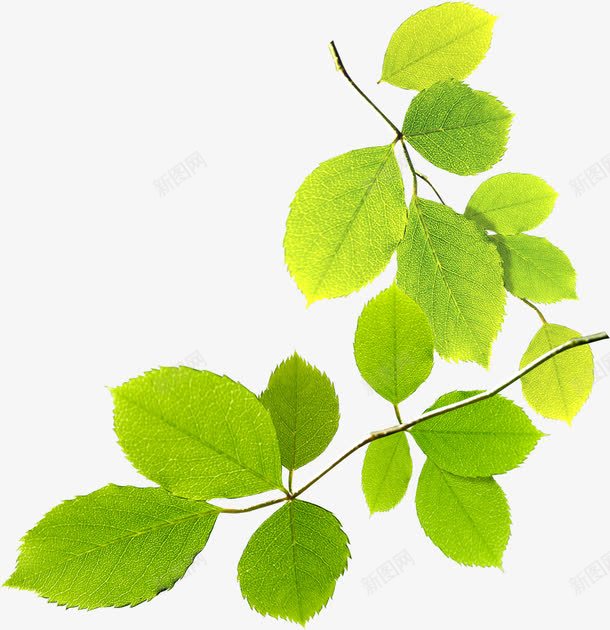 绿色清新植物树叶春天png免抠素材_88icon https://88icon.com 春天 树叶 植物 清新 绿色