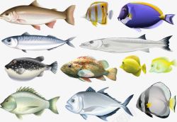 海洋鱼类素材