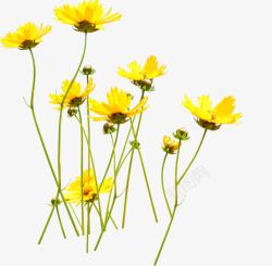 清新黄色夏季花朵花海素材
