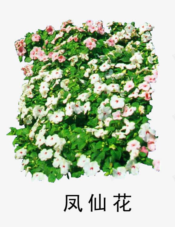 花草树木png免抠素材_88icon https://88icon.com 花草树木