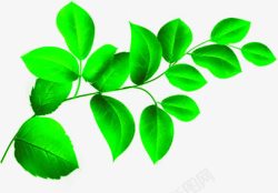 植物小清新绿色树叶效果素材