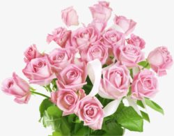 粉色鲜花玫瑰花卉情人节素材
