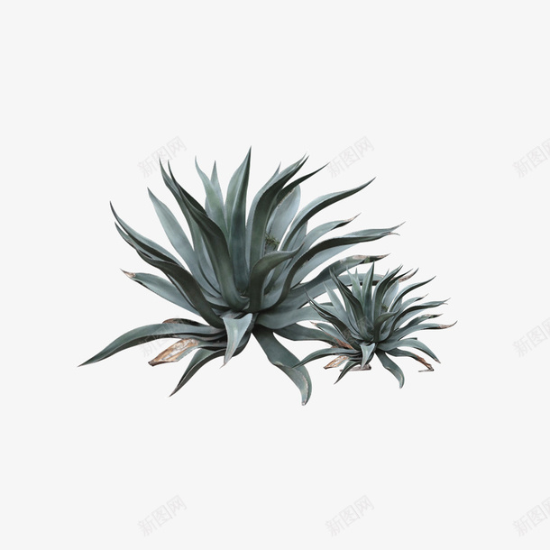 植物png免抠素材_88icon https://88icon.com 植物 素材 绿色 虎尾兰 虎皮兰